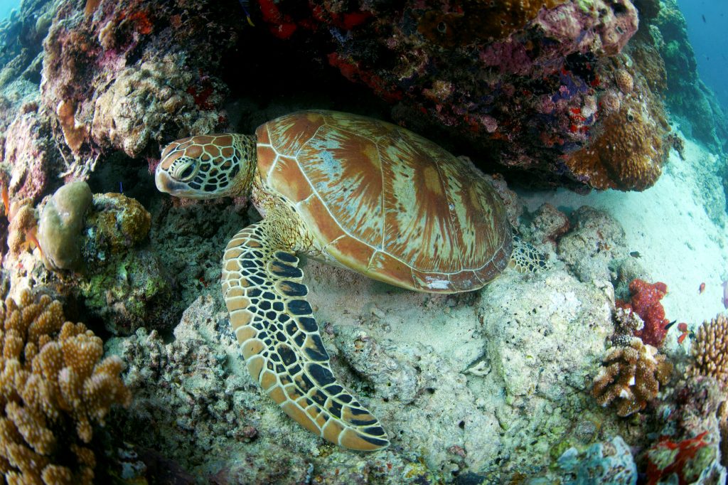 Meeresschildkröte bei Sipadan Island
